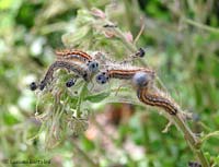Malacosoma neustria