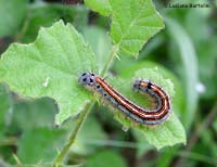 Bruco di Malacosoma neustria