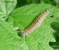 Malacosoma neustria