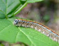 Malacosoma neustria Il bombice gallonato