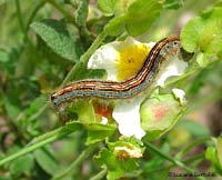 Malacosoma neustria