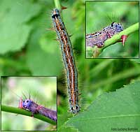 Bruco di Malacosoma neustria