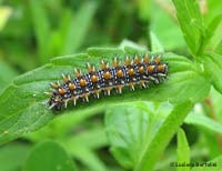 Melitaea didyma