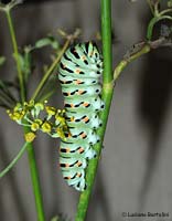 bruco di Papilio machaon su un rametto di finocchio selvatico
