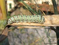 Papilio machaon bruco