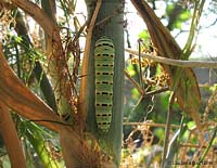 Papilio machaon bruco