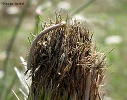 Bruco Phaiogramma etruscaria 