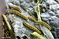 Bruchi di Pieris brassicae