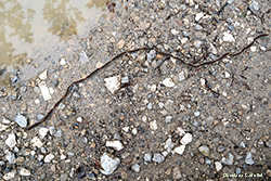 Processionaria in fila indiana