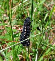 Bruco Saturnia pavoniella