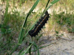 Bruco di Saturnia pavoniella