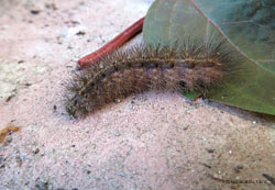 Bruco Spilosoma sp.