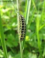 bruco di Zygaena filipendulae