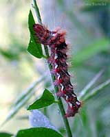 Bruco di Acronicta rumicis