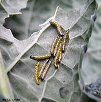 Bruchi di Pieris brassicae