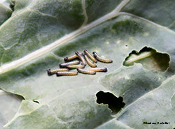 Bruchini di Pieris brassicae