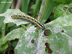 Bruco di Pieris brassicae