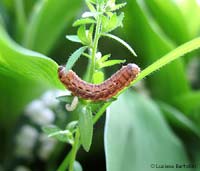 bruco con attaccato una piccola larva bianca