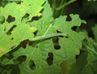 Bruco verde su salvia glutinosa