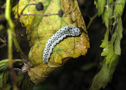 bruco di Hymenoptera Tenthredo scrophulariae