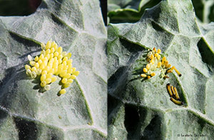 Uova e bruchini di Pieris brassicae