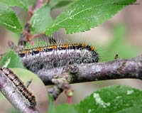 bruco Aporia crataegi su pianta di prugnolo