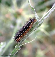 Bruco Melitaea phoebe