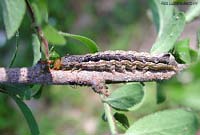 Orthosia munda bruco