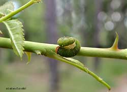 larva di imenottero