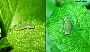 larva di imenottero