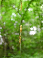 larve delle tignole del genere Yponomeuta