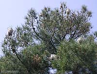 nidi di Thaumetopoea pityocampa