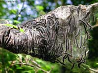 gruppo di bruchi famiglia Lasiocampidae