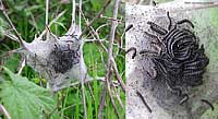 Nido di bruchi Eriogaster