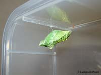La crisalide di Papilio machaon appena formata è di colore verde