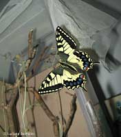 farfalla Papilio machaon appena uscita dalla crisalide