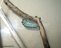 Papilio machaon agganciato ad un bastoncino ore 13.17