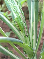 Bruchi di Pieris brassicae su una pianta di cavolo nero