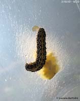 Bruco di cavolaia parassitato dalle larve di un imenottero