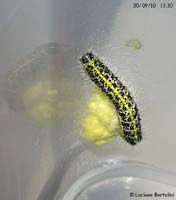 bruco Pieris parassitato