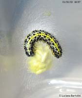 bruco di Pieris Brassicae parassitato