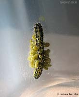 Bruco di Pieris brassicae parassitizzato dalle larve di imenottero