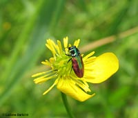Anthaxia fulgurans