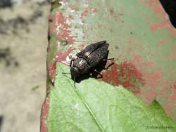 Buprestis rustica