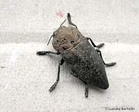 Capnodis tenebrionis