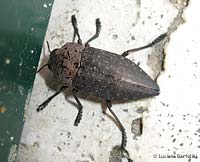 Capnodis tenebricosa