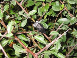 Capnodis tenebrionis