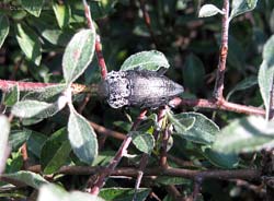 Capnodis tenebrionis