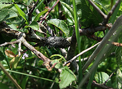Capnodis tenebrionis