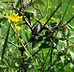 Capnodis tenebrionis
